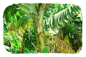Bananenplantage
